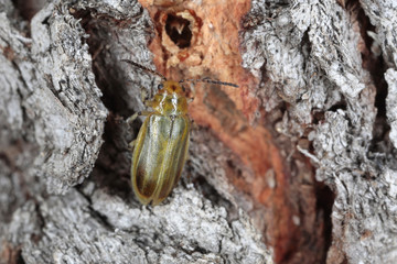 Piccolo coleottero sulla corteccia