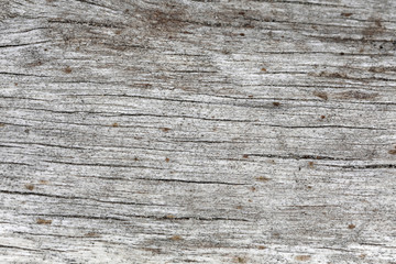 Naklejka premium Corteccia dell'albero - paricolare 3x