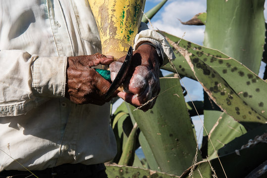 Raspador De Pulque