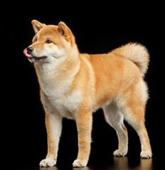 Fototapeta premium Shiba inu Dog Isolated on Black Background in studio