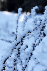 The grass in the snow