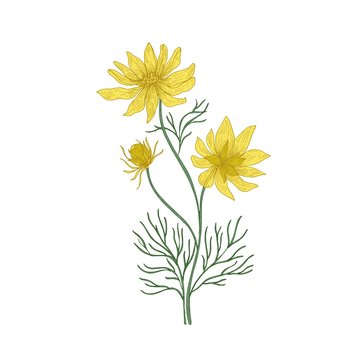 Pheasant's eye flowers hand drawn on white background. Natural drawing of perennial plant or meadow flowering herb used in phytotherapy or herbal medicine. Vector illustration in antique style.