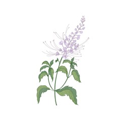 Java tea tender flowers or inflorescences, stems and leaves isolated on white background. Beautiful wild flowering herb used in herbalism. Realistic hand drawn vector illustration in vintage style.