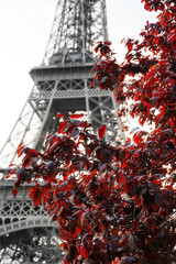 Beautiful view of red autumn leafs with the Eiffel tower in the background in Paris