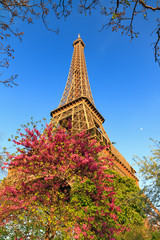 Beautiful vibrant view of spring blossom trees with the Eiffel tower in the background in Paris