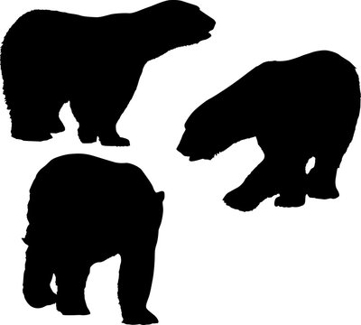 three large polar bears black isolated silhouettes