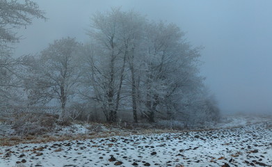 Winter fog at sunset. Trees in frost. Woodlands in the fields. Agricultural landscape.