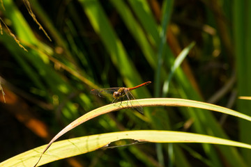 Red Dragonfly close up on a water plant