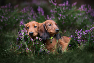 two adorable dachshund puppies posing in heather flowers
