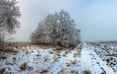 Winter fog at sunset. Trees in frost. Woodlands in the fields. Agricultural landscape.