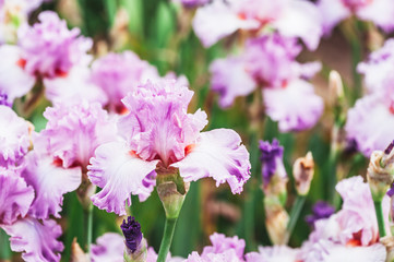 Fototapeta premium Fleur iris