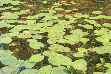 Lot of Lilies in the pond. Big green leaves.