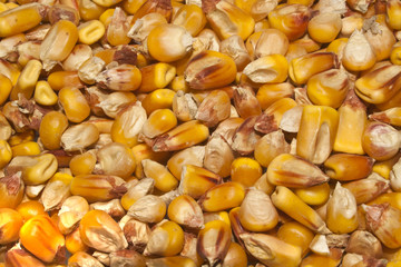 corn isolated on white background