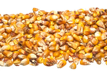 corn isolated on white background