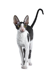Amazing black bicolor Cornish Rex cat kitten girl standing facing front with tail fierce in air, looking curious beside camera isolated on a white background