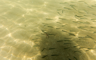 seabed, underwater photography