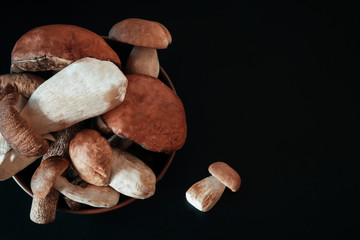 various mushrooms on a black background