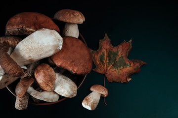 various mushrooms on a black background