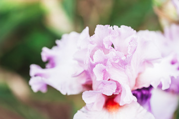 Close up sur les pétales d'un iris
