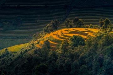 Rice fields on terraced with wooden pavilion at sunrise in Mu Cang Chai, YenBai, Vietnam.