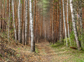 A trail with yellow leaves in an autumn forest