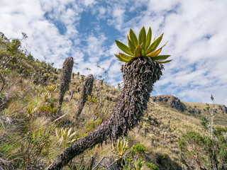 Beautiful Colombian Nevado de Tolima with frailejones (Espeletia), in the near of Salento in Los Nevados, Colombia