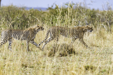 Cheetah mother & older male cub stalking prey through savannah grasses in the Maasai Mara, Africa.