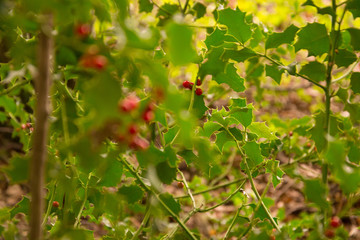 Herbstpflanze