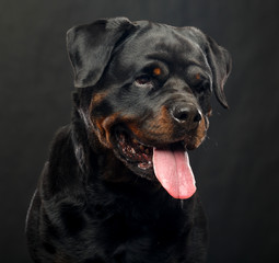 Rottweiler Dog  Isolated  on Black Background in studio