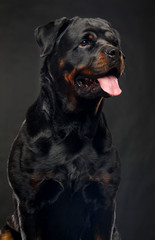 Rottweiler Dog  Isolated  on Black Background in studio