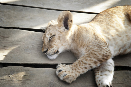 Baby lion sleeping peacefully close up in the sunlight.
