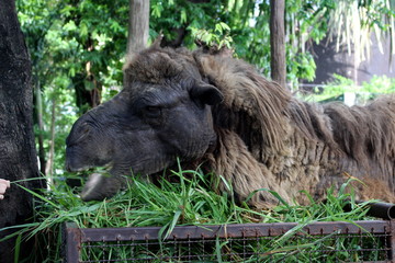 Camel at the zoo