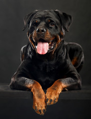 Obraz premium Rottweiler Dog Isolated on Black Background in studio