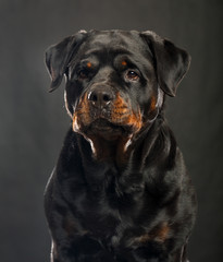 Rottweiler Dog  Isolated  on Black Background in studio