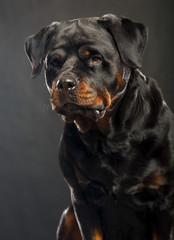 Fototapeta premium Rottweiler Dog Isolated on Black Background in studio