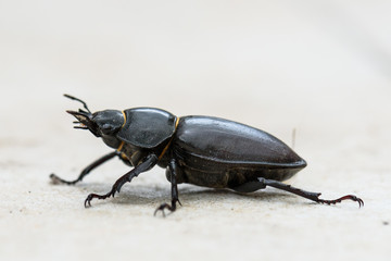 Big female stag beetle Lucanus cervus on terrace tiles.