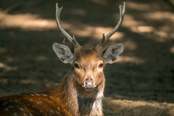 the deer in the forest is large 