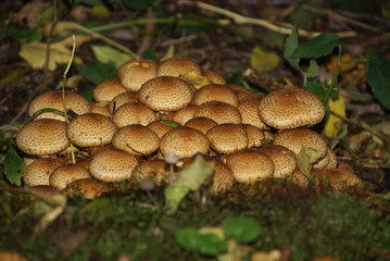 Sparriger Schüppling 05711