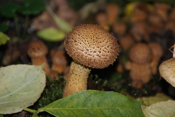 Sparriger Schüppling 05715