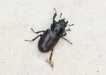 Big female stag beetle Lucanus cervus on terrace tiles.