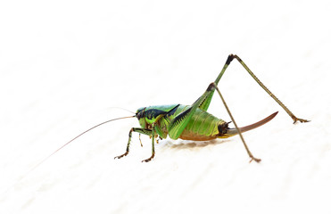 Green grasshopper or locust close up on outdoor terrace.