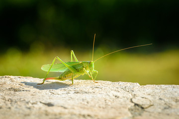 Green grasshopper or locust close up on outdoor terrace.