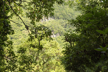 Forest in the Canary Islands with a spectacular light
