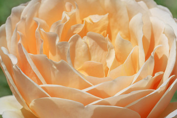 close up of cream color rose flower in garden
