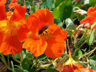 Obraz premium Flowers in Hawaiian Islands