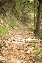 Forest in the Canary Islands with a spectacular light