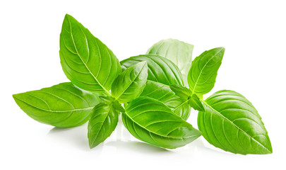fresh green basil leaves isolated on white background
