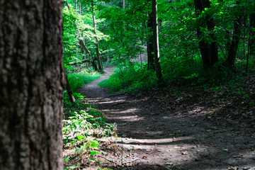 Forest Path 