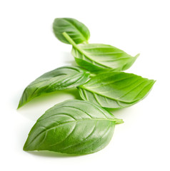 fresh green basil leaves isolated on white background