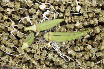 dry and fresh okra